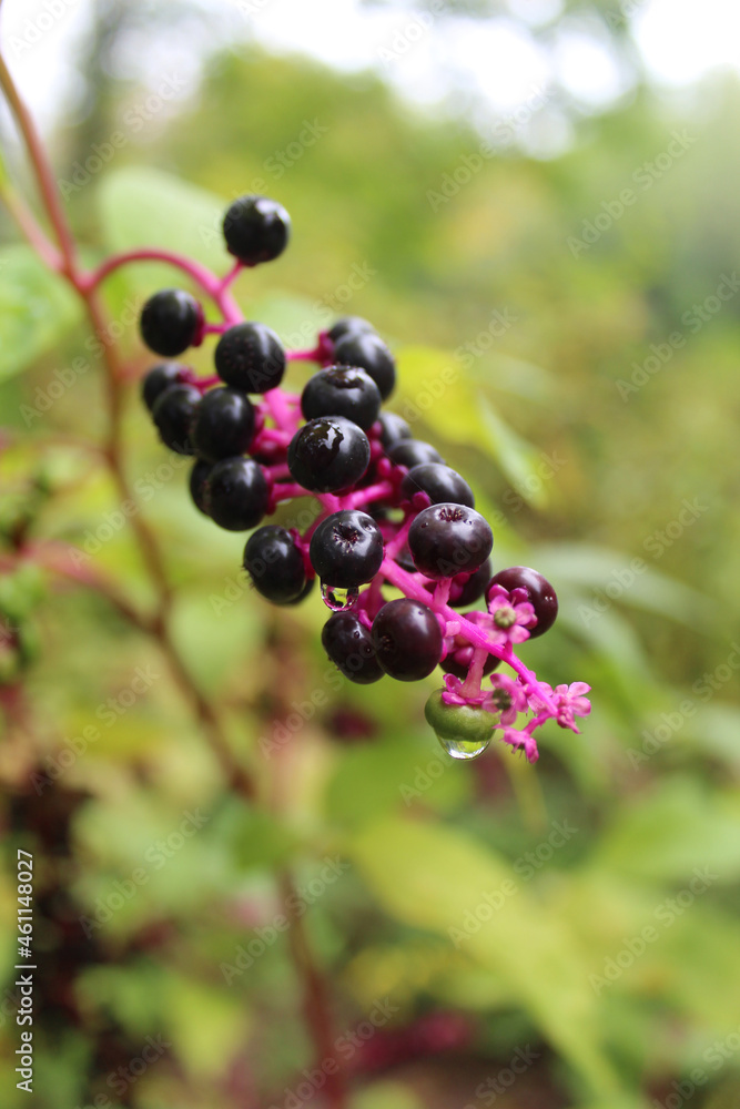 Close up of pokeweed berries in Coloma, Michigan Close up of pokeweed berries in Coloma, Michigan