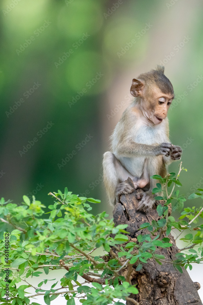A baby monkey sits alone in a tree in the tropical forest.