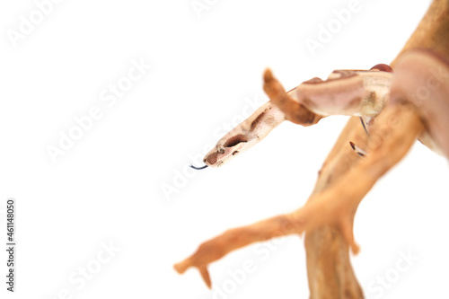 Boa constrictor imperator snake perched on wood branch on white background photo