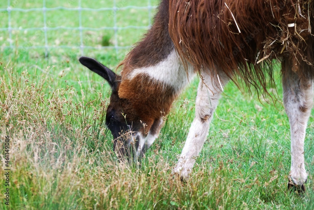 えこりん村の可愛いラマ