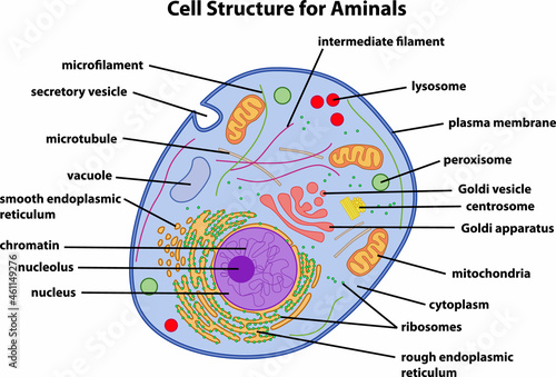 the diagram of Cell Structure Animal photo