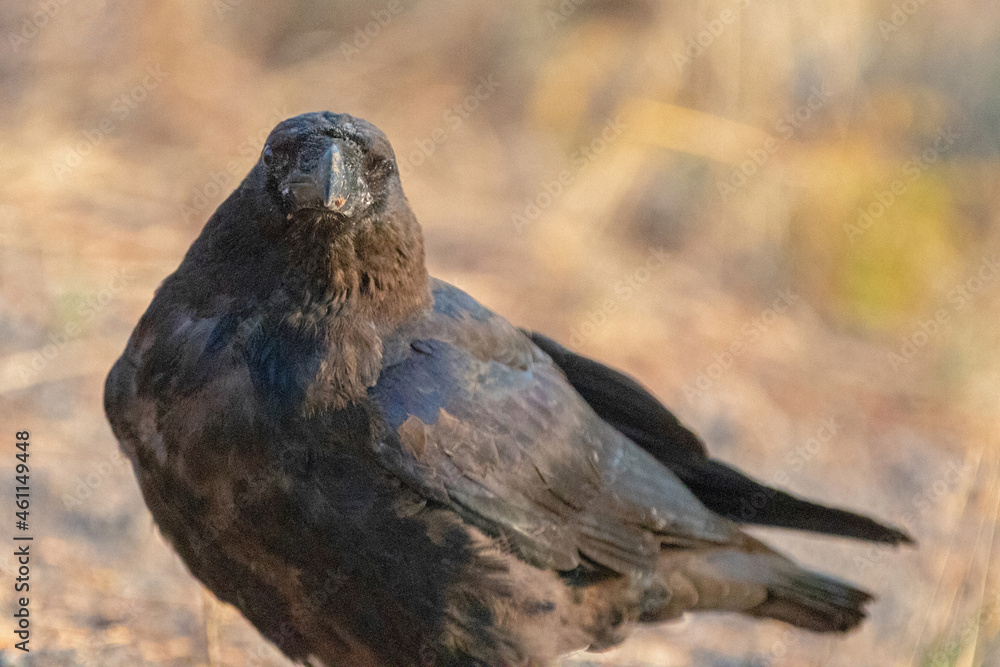Fototapeta premium Raven in the Hayden Valley in Yellowstone National Park in Wyoming United States