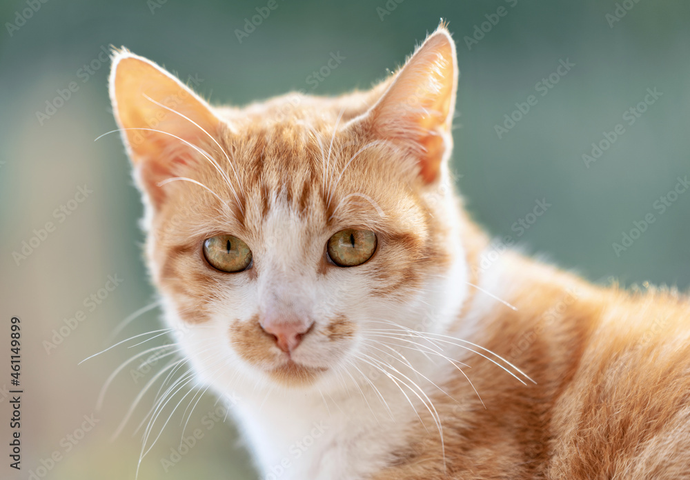 portrait of a cat looking straight ahead