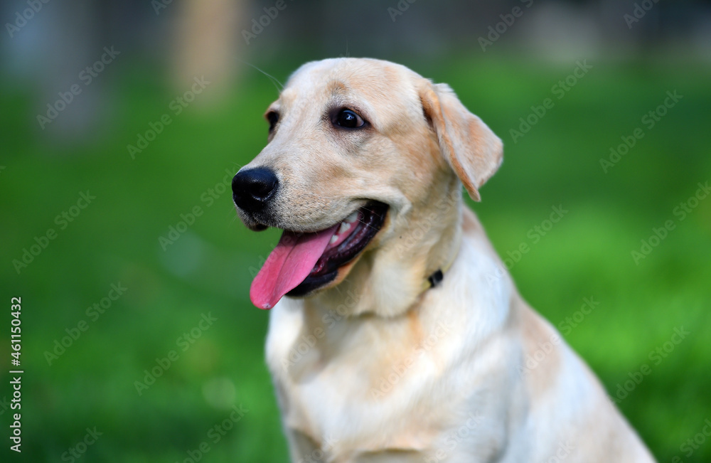a lovely labrador retriever in a green field a lovely labrador retriever in a green field
