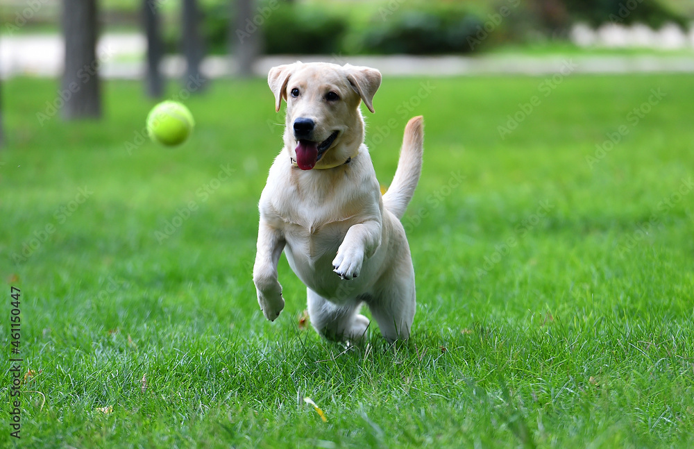 a lovely labrador retriever in a green field a lovely labrador retriever in a green field