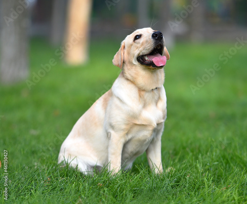 a lovely labrador retriever in a green field
