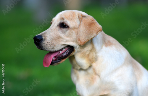 a lovely labrador retriever in a green field