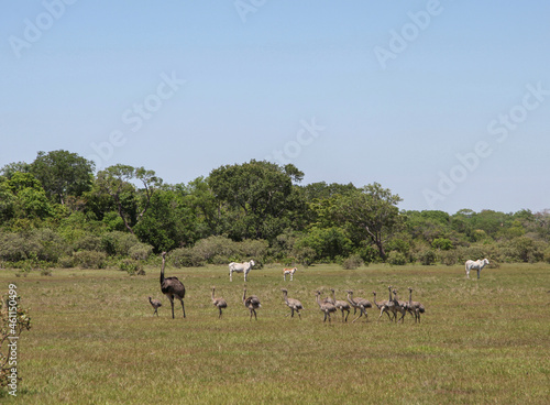 Pássaros do Pantanal © Valdec