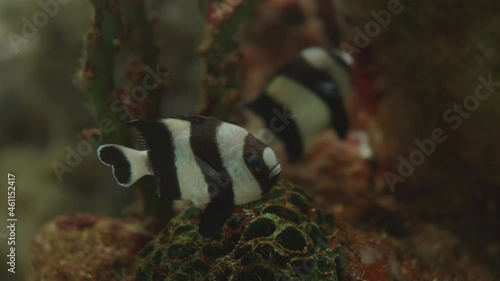 Dascyllus aruanus, known commonly as whitetail dascyllus or humbug damselfish. Pair of fishes float in special tank.