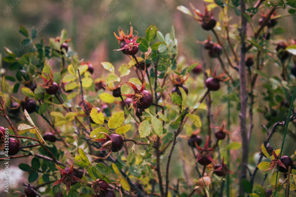 Ripe berrys of Rosa canina. Dog rose. Autumn landscape.