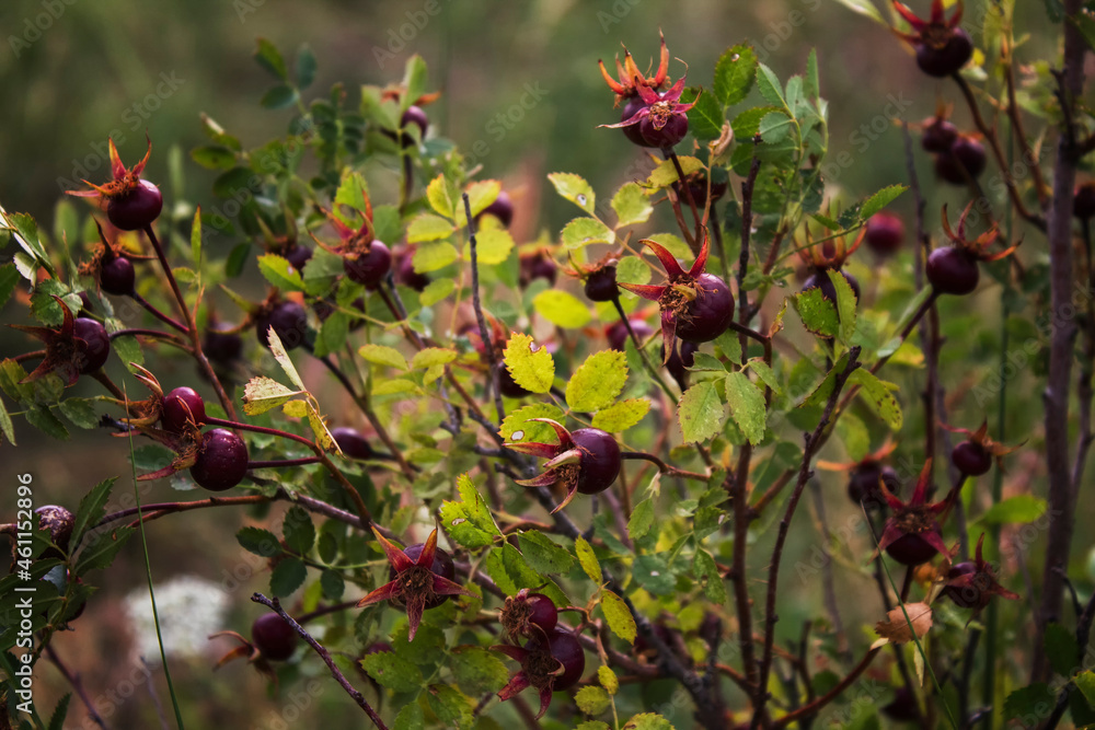 Obraz premium Beautiful berry bush. Ripe berrys of Rosa canina. Dog rose. Autumn landscape.