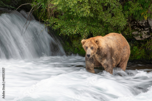 Famous Brown Bear Otis from Brooks Falls Alaska photo