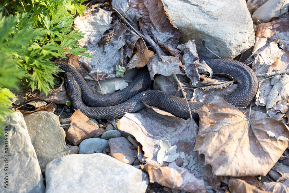 Obraz premium Snake in river bed - Copper Belly Water Snake in the Cuyahoga Valley National Park, Cleveland, Ohio. 