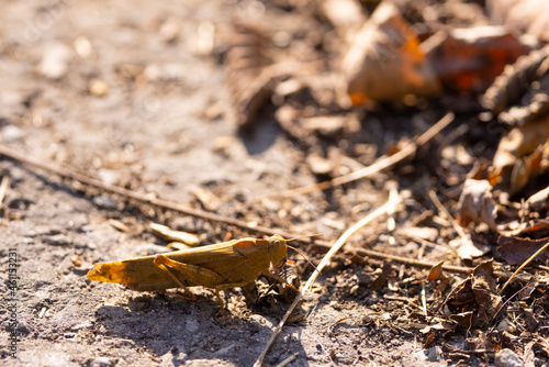 Closeup of large grasshopper on the ground © Thomas Leikam