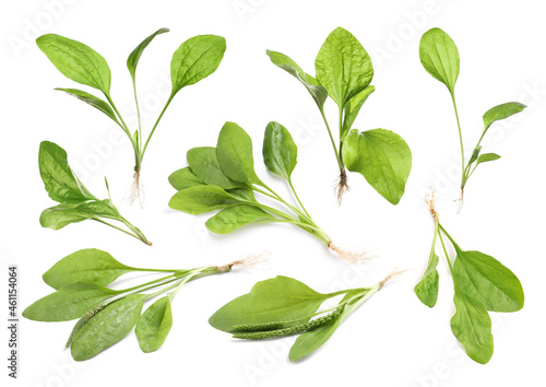 Fényképezés Set with fresh broadleaf plantain plants on white background