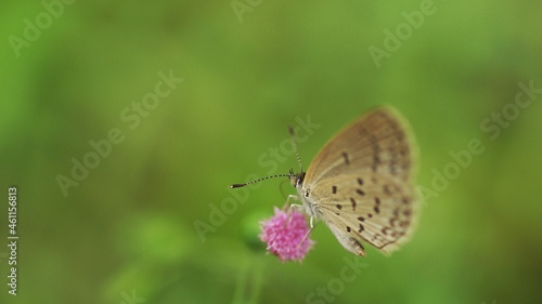 Wallpaper Mural butterfly on a flower Torontodigital.ca