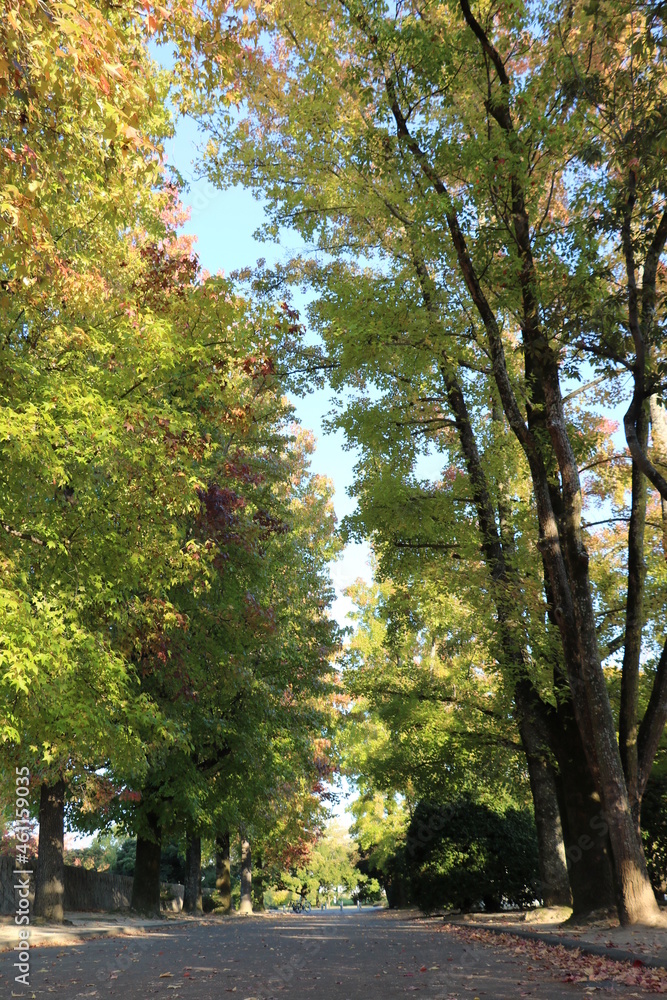 Fototapeta premium 岡山県総合グラウンドの紅葉