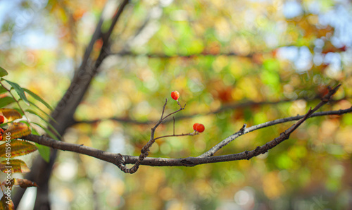 Mountain rowan red ash branch berries on blurred green background. Autumn harvest still life scene. Soft focus backdrop photography. Copy space.