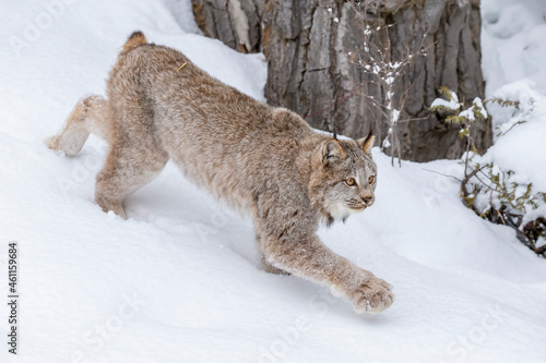Bobcat In The Snow photo