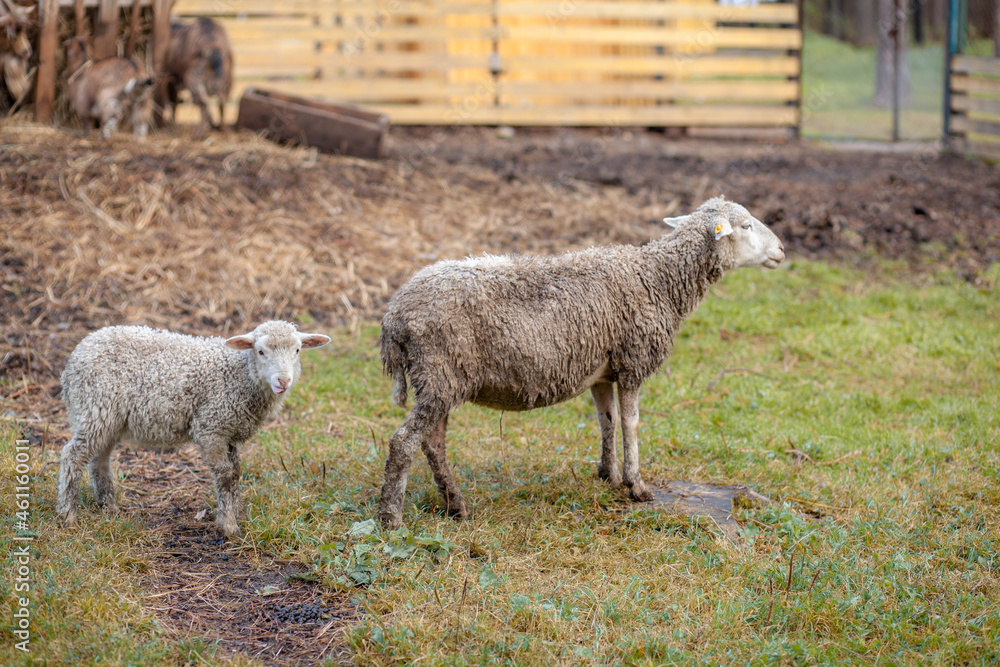 White curly sheep behind a wooden paddock in the countryside. Sheep and lambs graze on the green grass. Sheep breeding. Housekeeping. White curly sheep behind a wooden paddock in the countryside. Sheep and lambs graze on the green grass. Sheep breeding. Housekeeping.