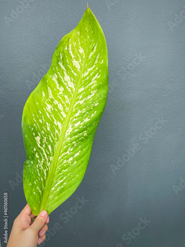 His hand hold spotted leave ,Green leaves containing white spots and flecks with clipping path.Exotic tropical leaf, isolated on grey background with clipping path.Close up.