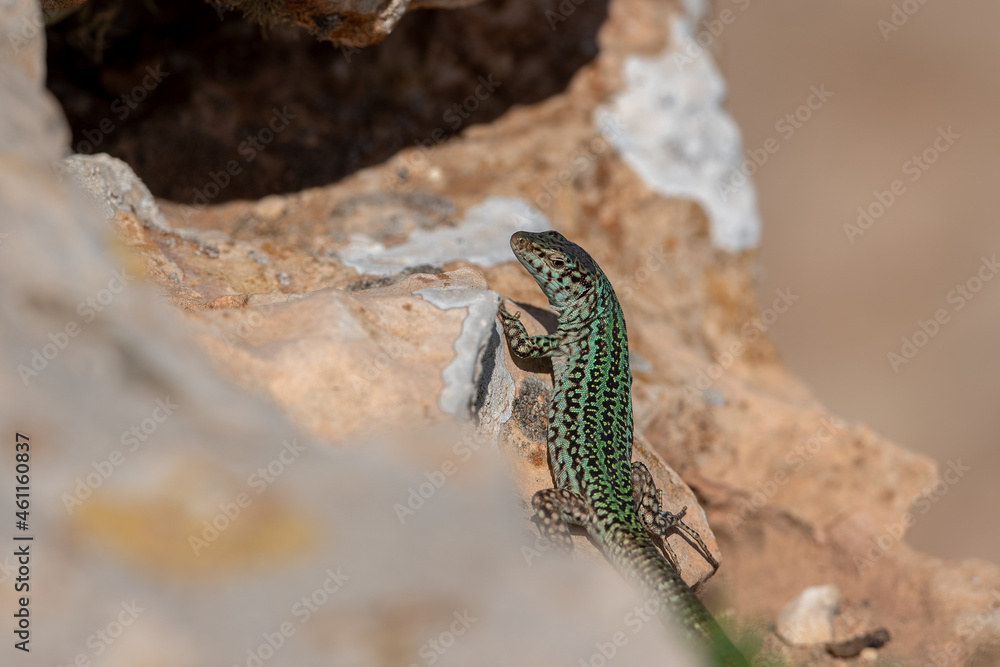 Formentera lizard, Podarcis pityusensis on a rock Spain Formentera lizard, Podarcis pityusensis on a rock Spain