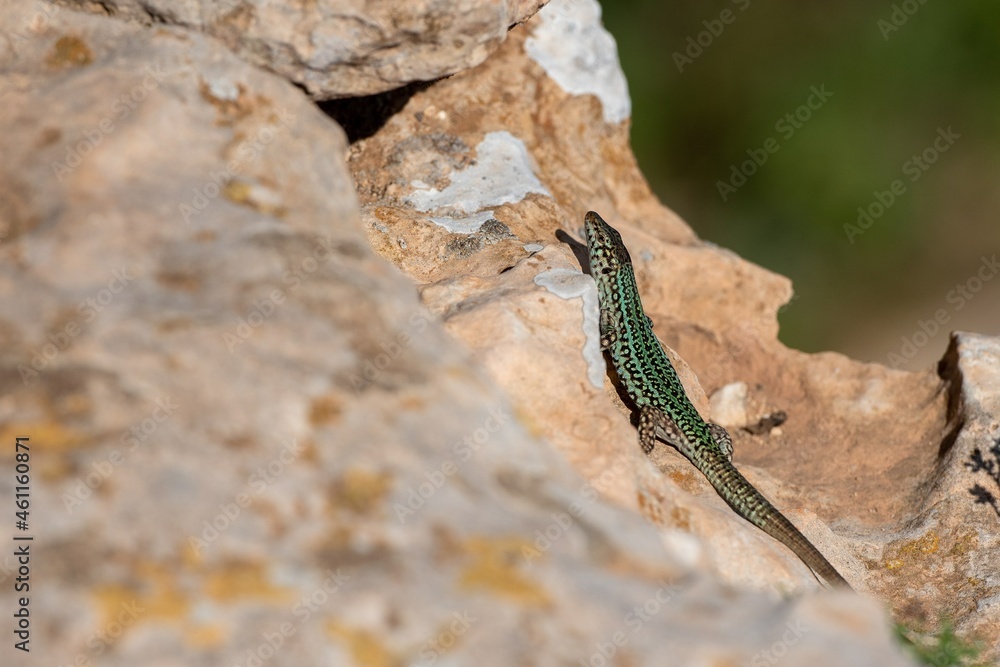 Formentera lizard, Podarcis pityusensis on a rock Spain Formentera lizard, Podarcis pityusensis on a rock Spain