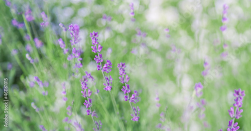 Lavender bushes closeup on sunset. Lavender flowers at sunlight and blur background. Lavender field banner design