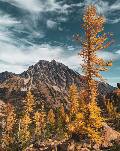 Larches and Mt. Stuart photo