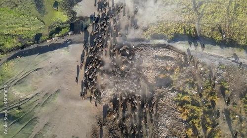 Aerial view of buffalo herd