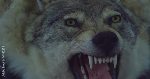 A stuffed dire wolf with a bared mouth and fangs. photo