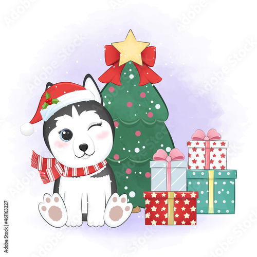 Cute Siberian Husky dog and gift box with Christmas tree. Christmas season
