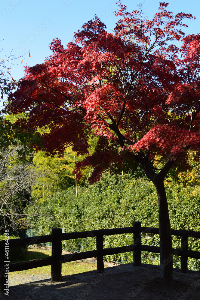 On a clear autumn day, the trees that changed their leaves to red are colored with light and shade. On a clear autumn day, the trees that changed their leaves to red are colored with light and shade.