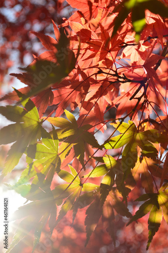 On a clear autumn day, the sun's rays pass through the leaves that have turned red. © koufuu