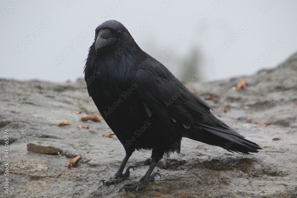 A closeup of a raven