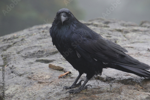 A closeup of a raven standing on a brown rock