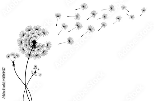 Dandelion parachutes by the wind on a white background 