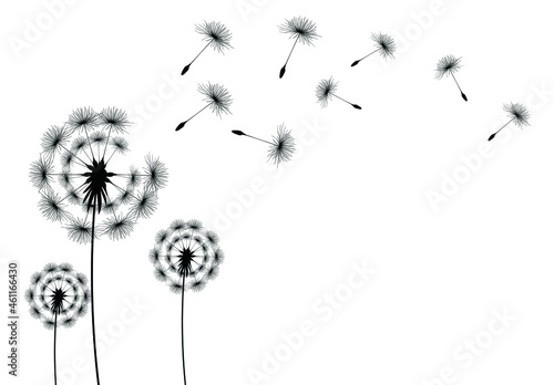 Dandelion parachutes by the wind on a white background 