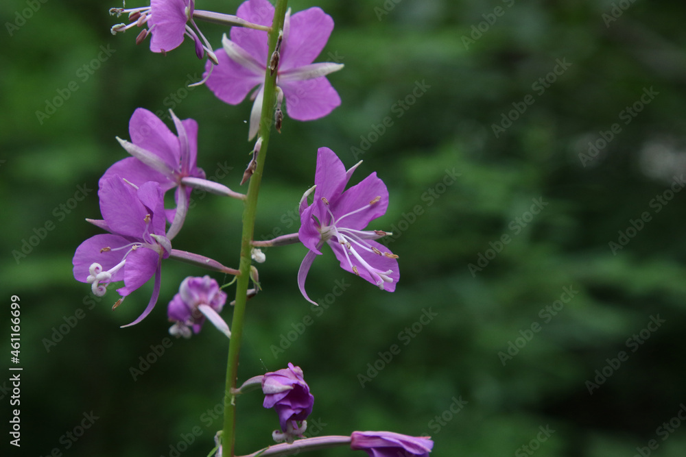A flower stem with pink blossoms
