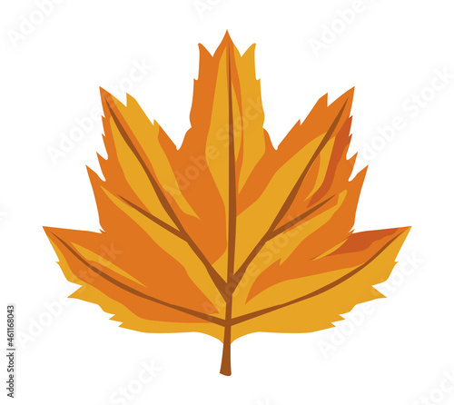 autumn maple leaf
