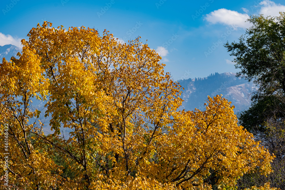 Yellow autumn tree on a background of mountains