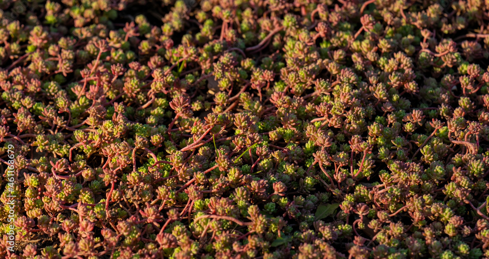 Natural natural autumn background, texture of plants on a flowerbed in autumn. Natural natural autumn background, texture of plants on a flowerbed in autumn.