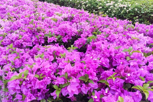 paper flowers bush in full bloom. flowering shrubs for garden and landscape design. Bougainvillea glabra, the lesser bougainvillea, is the most common species of bougainvillea used for bonsai photo