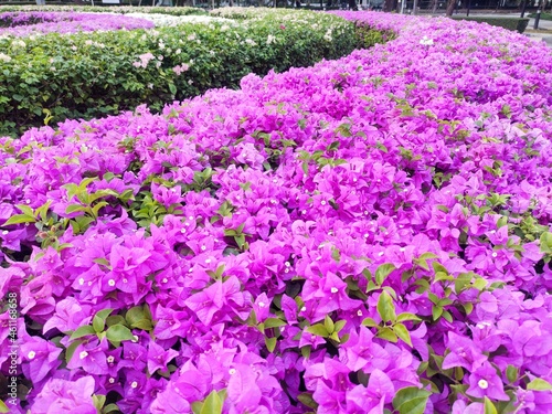 paper flowers bush in full bloom. flowering shrubs for garden and landscape design. Bougainvillea glabra  the lesser bougainvillea  is the most common species of bougainvillea used for bonsai