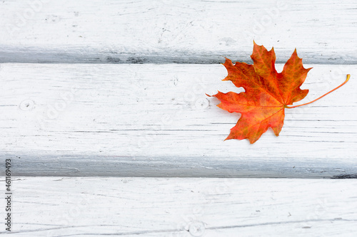 Fall maple leaf on white wooden background