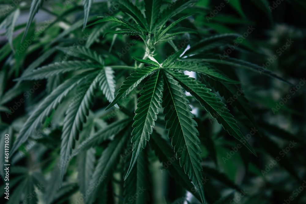 Cannabis plant close up. Dark green leafs. Cannabis plant close up. Dark green leafs.