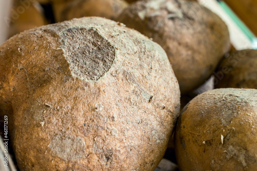 Closeup of Jicamas, known locally as Singkamas, for sale at a small vegetable stall at an outdoor market. photo