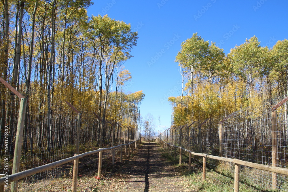 Autumn In The Sanctuary, Yamnuska Wolfdog Sanctuary, Cochrane, Alberta Autumn In The Sanctuary, Yamnuska Wolfdog Sanctuary, Cochrane, Alberta