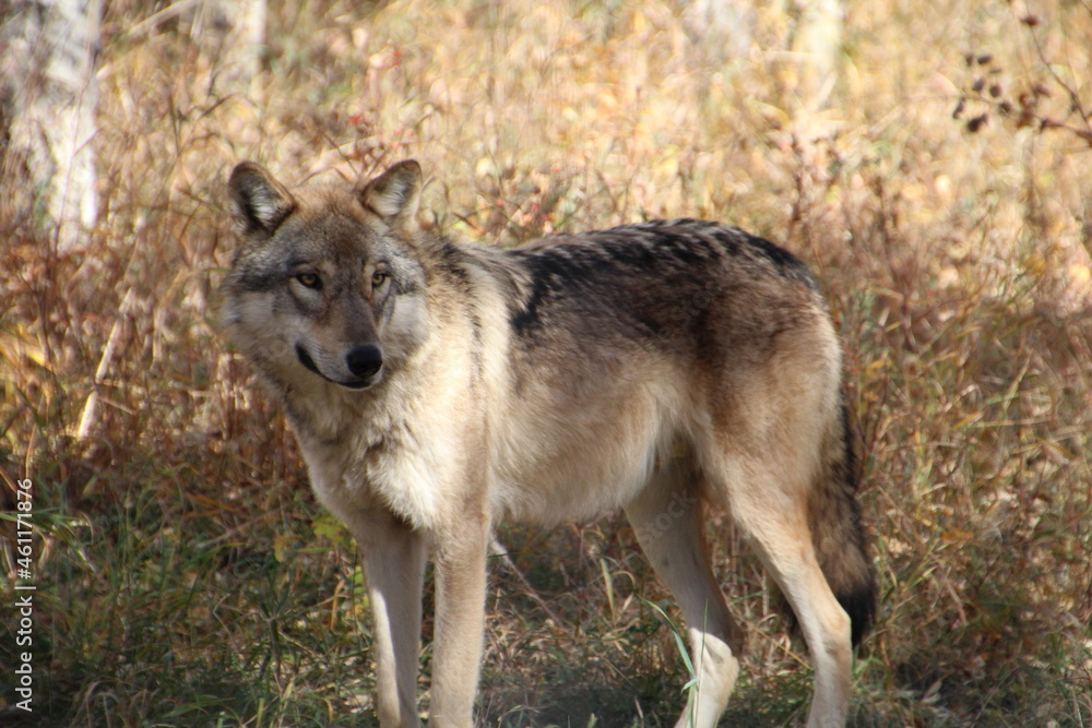 Wolf In The Grass, Yamnuska Wolfdog Sanctuary, Cochrane, Alberta