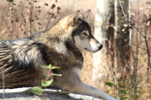 Calm Wolf, Yamnuska Wolfdog Sanctuary, Cochrane, Alberta photo
